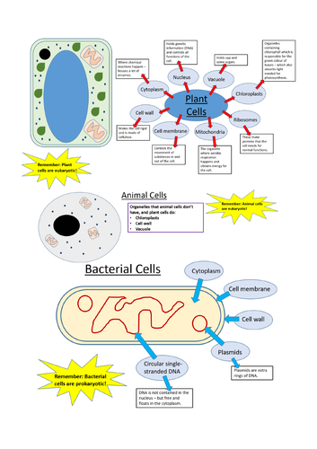 Types of Cell; Animal, Plant, Bacterial - Biology GCSE | Teaching Resources