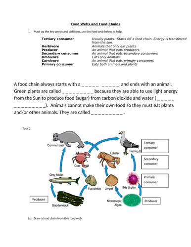 Food Chains And Food Webs Ks3 Worksheets