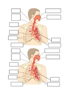 The human (mammalian) gas exchange system - OCR-AS Biology | Teaching ...