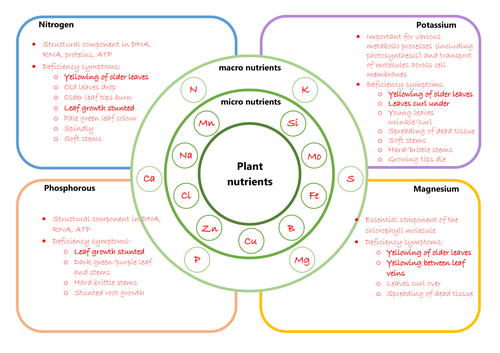 Plant nutrition worksheet | Teaching Resources