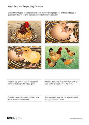 Hen Lifecycle Storyboard Worksheet - KS1 | Teaching Resources