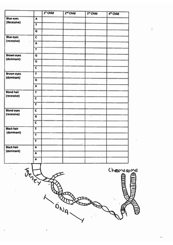 Alleles, dominant and recessive traits expressed