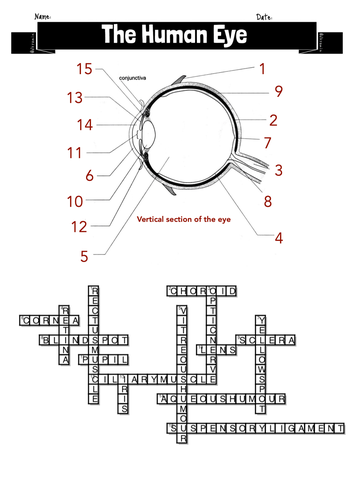 Human Eye Crossword (structure function and focusing) Teaching Resources