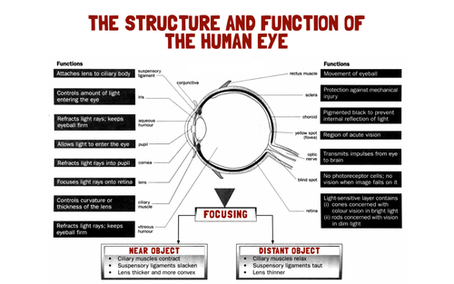 Human Eye Crossword (structure function and focusing) Teaching Resources