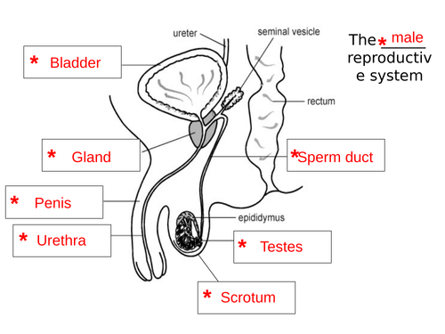 The Human Reproductive System (KS3) Teaching Resources