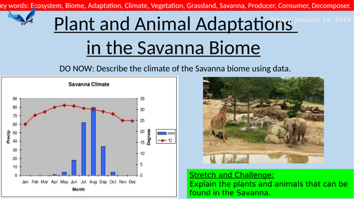 Geography Lesson- Plant and Animal Adaptations in the Savanna biome-  ecosystems | Teaching Resources