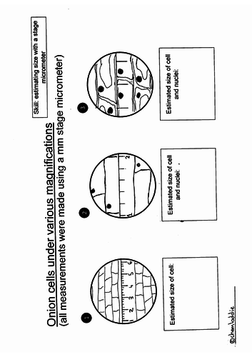 Using a stage micrometer - intro to cell size calcs