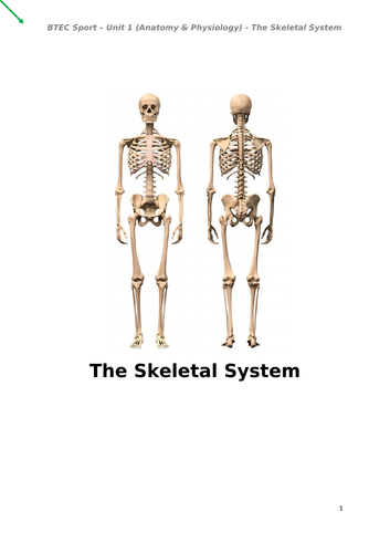 Level 3 BTEC Sport Anatomy & Physiology A01: Structure of the skeleton ...