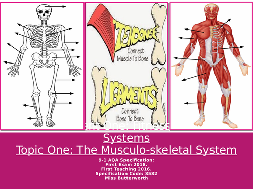 AQA 9-1 GCSE PE - The Muscular Skeletal System Revision Clock ...