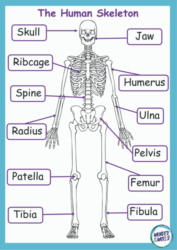 Skeletons Classroom Display Pack KS2 | Teaching Resources