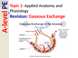 assignment task term 3 gaseous exchange