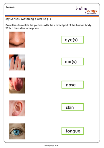 the five senses for year 1 teaching resources