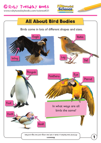 All about bird bodies | Teaching Resources