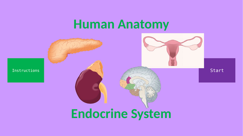 Human Anatomy Quiz: Endocrine System | Teaching Resources