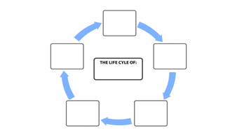 Year 2 Science. Animals, Including Humans. Lesson 5. Human life-cycle ...