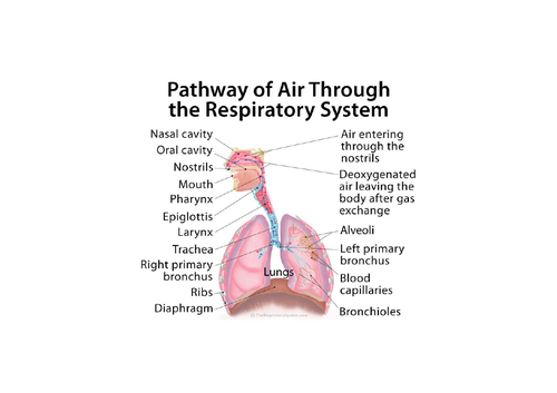 LO2: Respiratory System, Malfunctions and Impacts on Individuals