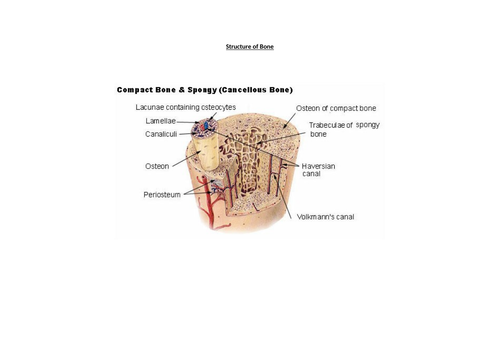 LO4: Musculoskeletal System, Malfunctions and Impacts on Individuals