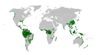 Rainforest Unit of Work (KS2) 12 Lessons | Teaching Resources