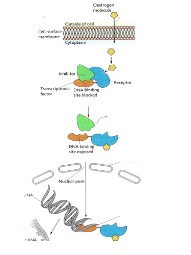 A LEVEL BIOLOGY - GENE EXPRESSION, CANCER AND EPIGENTICS FULL SOW ...