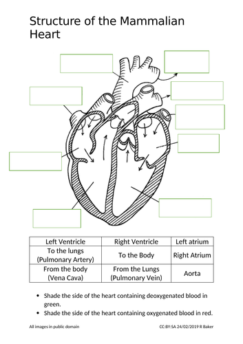 The Heart and Circulatory System | Teaching Resources