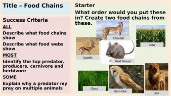 KS3 Food chains, Food webs and bioaccumulation | Teaching Resources