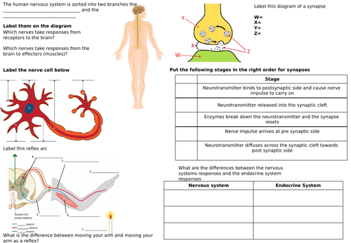 AQA GCSE Homeostasis Revision worksheets | Teaching Resources