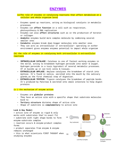 2.1.4 Enzymes