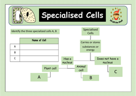 Cell Specialisation KS3 | Teaching Resources