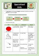 Cell Specialisation KS3 | Teaching Resources