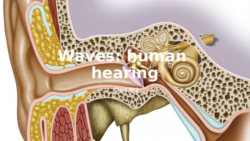 Human Ear Ks3/ks4 | Teaching Resources
