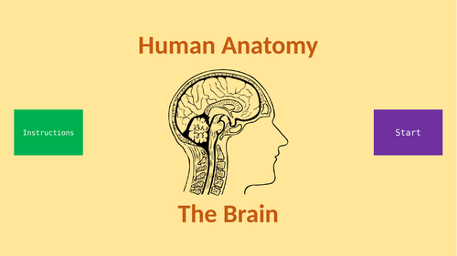 brain anatomy diagram quiz