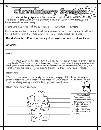 Circulatory System Worksheets