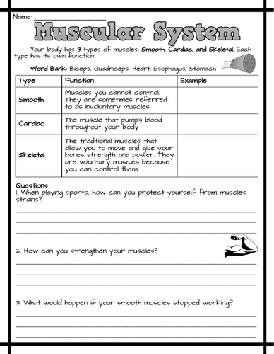 Muscular System Worksheets