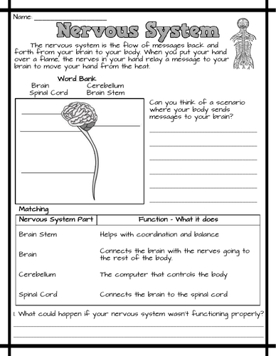 Nervous System Worksheets | Teaching Resources
