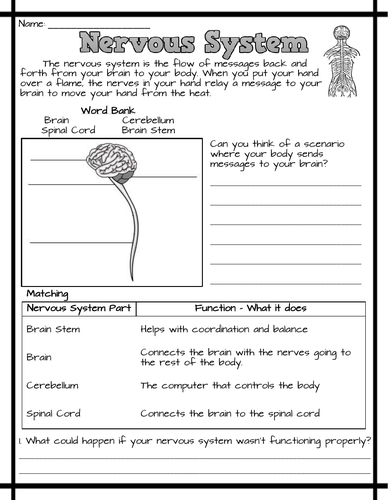 Nervous System Worksheets