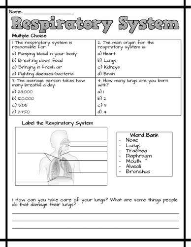 Respiratory System Worksheets