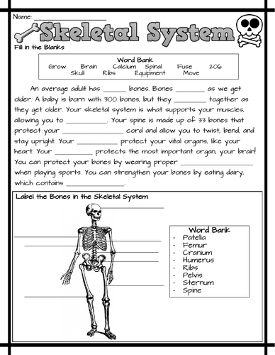 Skeletal System Worksheets