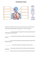 Respiratory System Worksheet | Teaching Resources