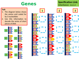 AQA KS4 GCSE Biology (Science) DNA & the Genome Lesson & Activities ...