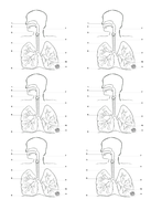 Respiratory System Blank Annotated Diagram | Teaching Resources