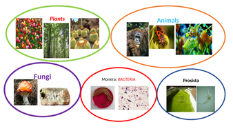 Classification of living organisms | Teaching Resources