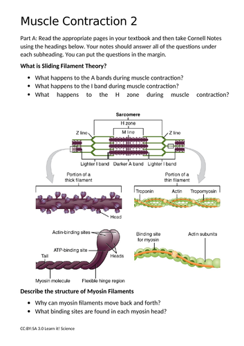 OCR A Muscle Contraction Teaching Resources