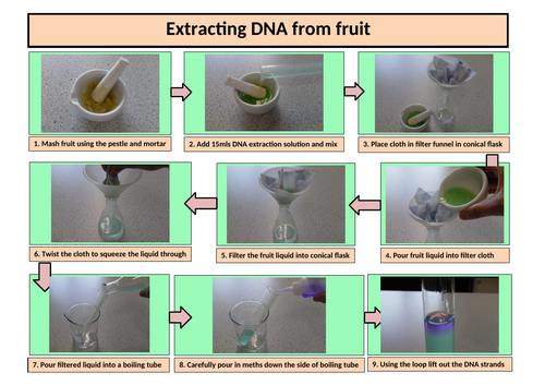 Extracting DNA Instruction Sheets | Teaching Resources