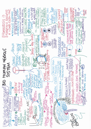 B10 Nervous System One Page Revision Summary Aqa Gcse Biology 9 1 Teaching Resources 8893