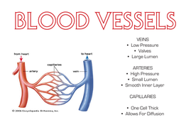 A Level PE Revision Posters - The Cardiovascular System | Teaching ...