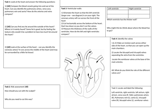 Heart Dissection Worksheet Modifiable Teaching Resources