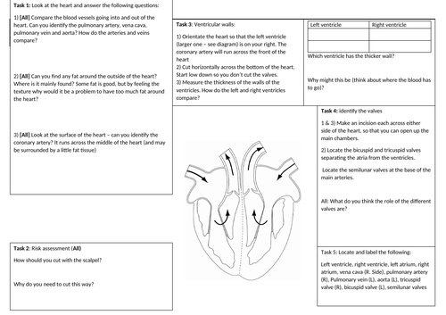 Heart Dissection Worksheet Answers