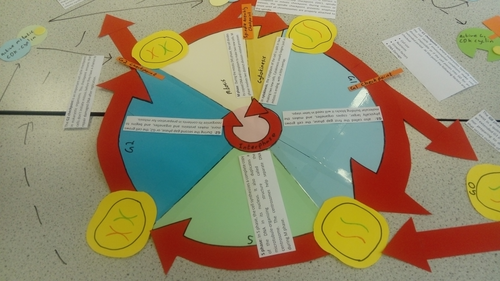 A Level Biology Cell Cycle Lesson & Activities | Teaching Resources