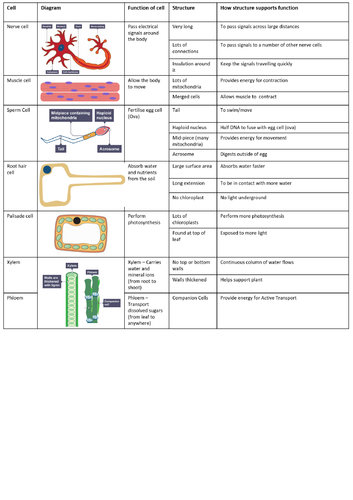 9-1 AQA GCSE Biology - U1 L3 Specialised Cells | Teaching Resources