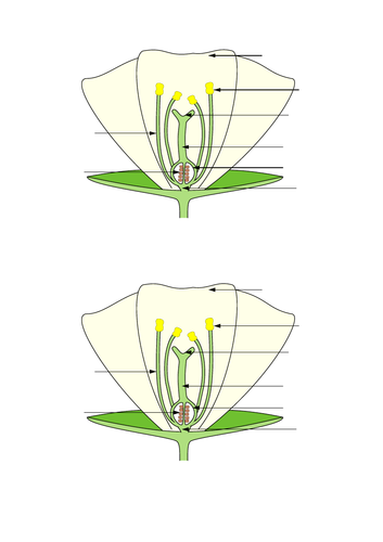 Science Plants/Flowers Unit LKS2 Year 3 Year 4 objectives | Teaching ...